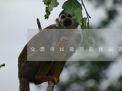 交警可以处罚危化品违法运输车辆吗 交警可以处罚危化品违法运输车辆吗