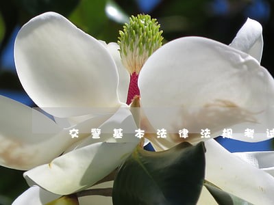 交警基本法律法规考试试题
