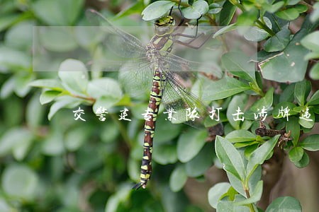 交警建专业队打击涉牌违法