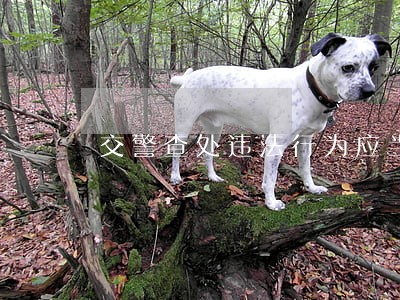 交警查处违法行为应当遵守什么规定 交警查处违法行为应当遵守什么规定