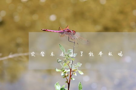 交警车违法了能举报吗 交警车违法了能举报吗