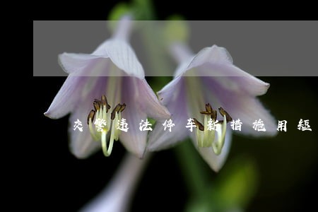 交警违法停车新措施用短信先通知 交警违法停车新措施用短信先通知