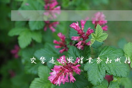 交警违法处理业务知识指导