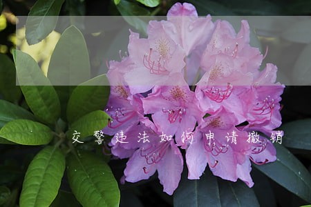 交警违法如何申请撤销