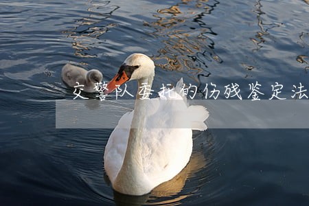交警队委托的伤残鉴定法院认可吗 交警队委托的伤残鉴定法院认可吗