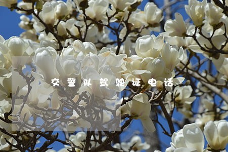 交警队驾驶证电话 交警队驾驶证电话