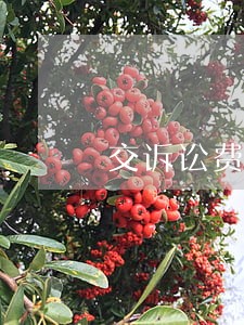 交诉讼费可以让代理律师交吗 交诉讼费可以让代理律师交吗