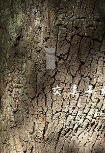 交通事故专业律师电话