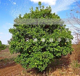 交通事故中法院传票 交通事故中法院传票
