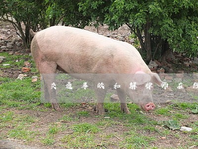 交通事故和解律师在线咨询 交通事故和解律师在线咨询