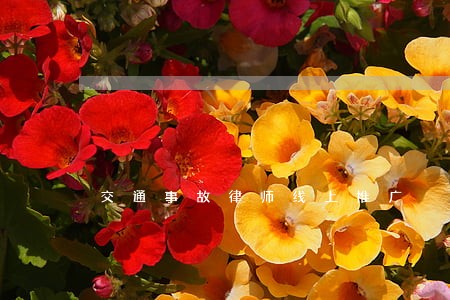 交通事故律师线上推广 交通事故律师线上推广