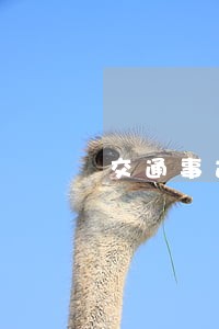 交通事故损害赔偿诉讼实务精析