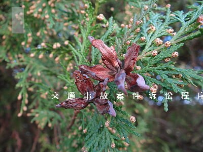 交通事故案件诉讼程序