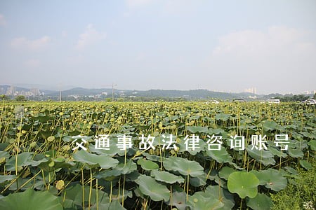 交通事故法律咨询账号 交通事故法律咨询账号