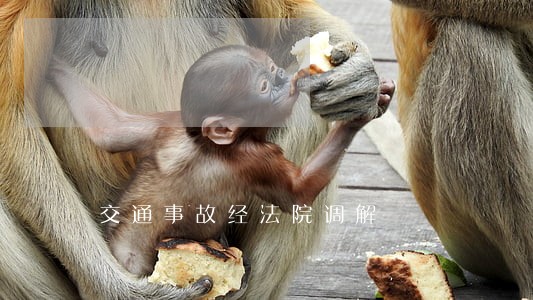 交通事故经法院调解 交通事故经法院调解