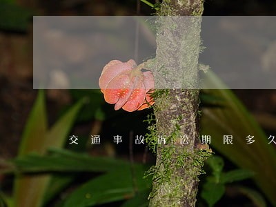 交通事故诉讼期限多久 交通事故诉讼期限多久