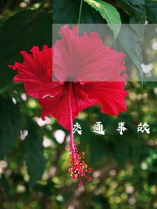 交通事故诉讼起诉状的撰写 交通事故诉讼起诉状的撰写