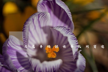 交通事故赔偿导致网贷逾期 交通事故赔偿导致网贷逾期