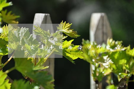 交通事故赔偿律师咨询 交通事故赔偿律师咨询