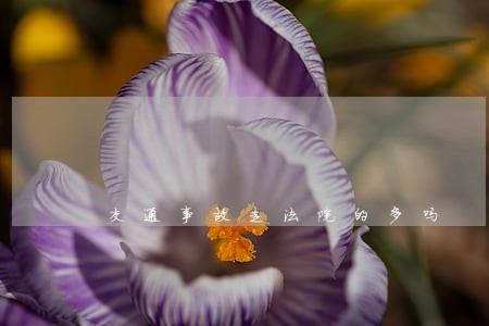 交通事故走法院的多吗 交通事故走法院的多吗