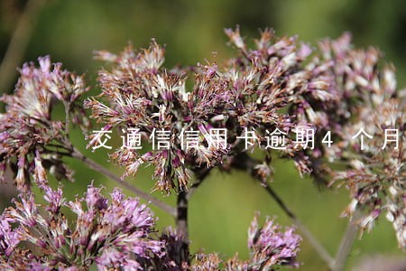 交通信信用卡逾期4个月 交通信信用卡逾期4个月