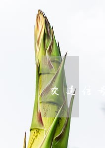 交通信号灯黄灯亮时 交通信号灯黄灯亮时