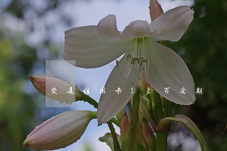 交通信用卡12万逾期 交通信用卡12万逾期