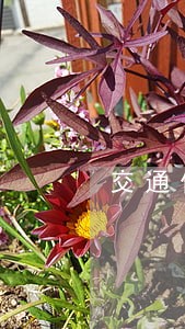 交通信用卡上个账单逾期几百 交通信用卡上个账单逾期几百