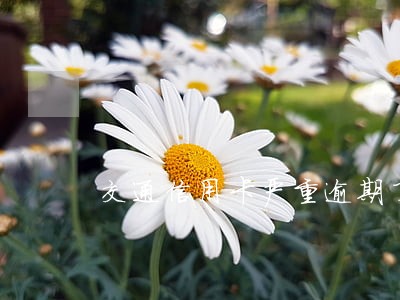 交通信用卡严重逾期了 交通信用卡严重逾期了