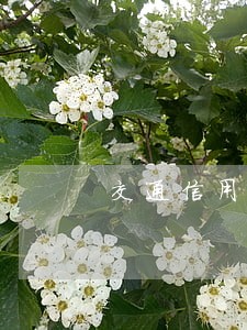 交通信用卡是不是逾期 交通信用卡是不是逾期