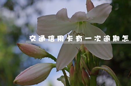 交通信用卡有一次逾期怎么消除