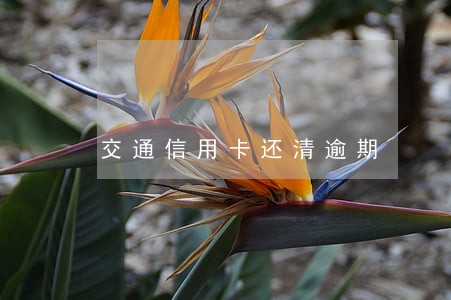 交通信用卡还清逾期