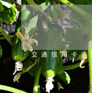 交通信用卡连续两次逾期会封卡吗 交通信用卡连续两次逾期会封卡吗