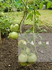 交通信用卡逾期3000多块 交通信用卡逾期3000多块