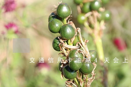 交通信用卡逾期4天会上征信吗