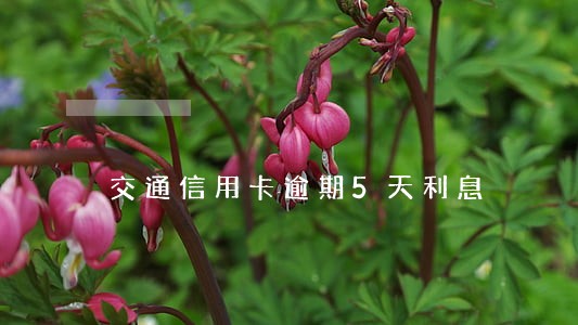 交通信用卡逾期5天利息 交通信用卡逾期5天利息