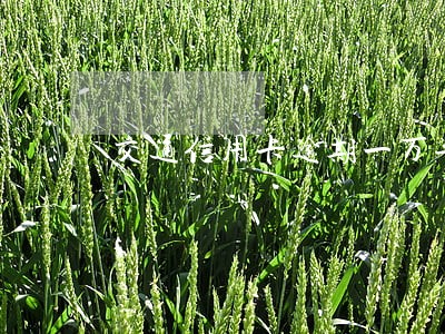 交通信用卡逾期一万半年 交通信用卡逾期一万半年
