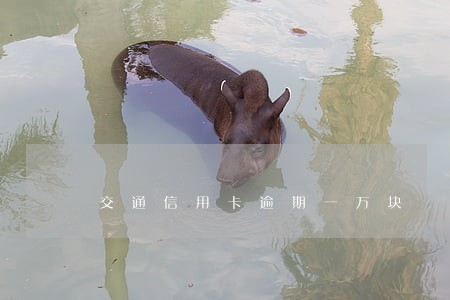 交通信用卡逾期一万块 交通信用卡逾期一万块