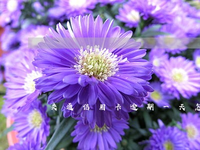 交通信用卡逾期一天怎么补救 交通信用卡逾期一天怎么补救