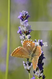 交通信用卡逾期七天有没有事