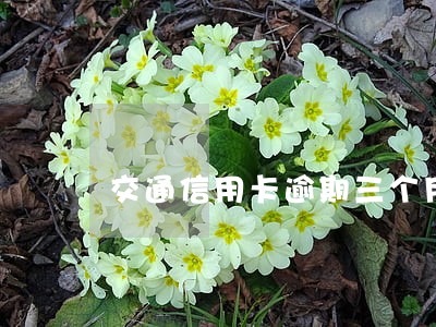 交通信用卡逾期三个月以上 交通信用卡逾期三个月以上