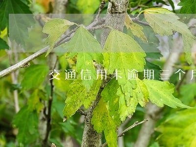 交通信用卡逾期三个月判刑