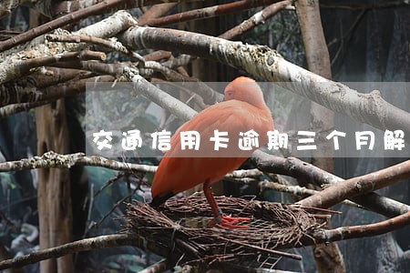 交通信用卡逾期三个月解冻 交通信用卡逾期三个月解冻