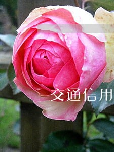 交通信用卡逾期三天会上征信吗 交通信用卡逾期三天会上征信吗