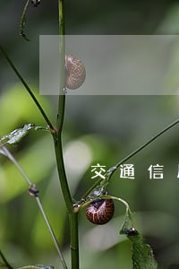 交通信用卡逾期不给协商 交通信用卡逾期不给协商