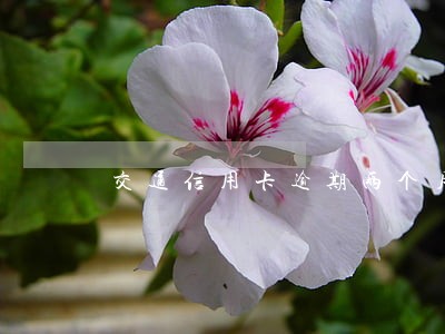 交通信用卡逾期两个月后额度 交通信用卡逾期两个月后额度