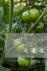 交通信用卡逾期个人发短信
