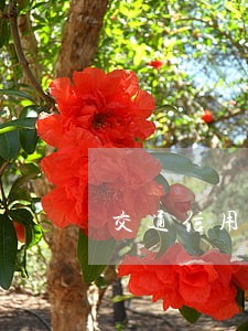 交通信用卡逾期了3期