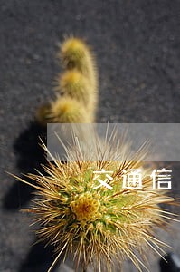 交通信用卡逾期六天会上征信吗 交通信用卡逾期六天会上征信吗