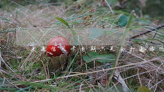 交通信用卡逾期六天会打电话吗